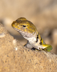 Collared Lizard